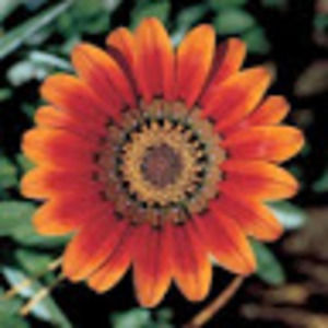 Meet your Posher, Meghan